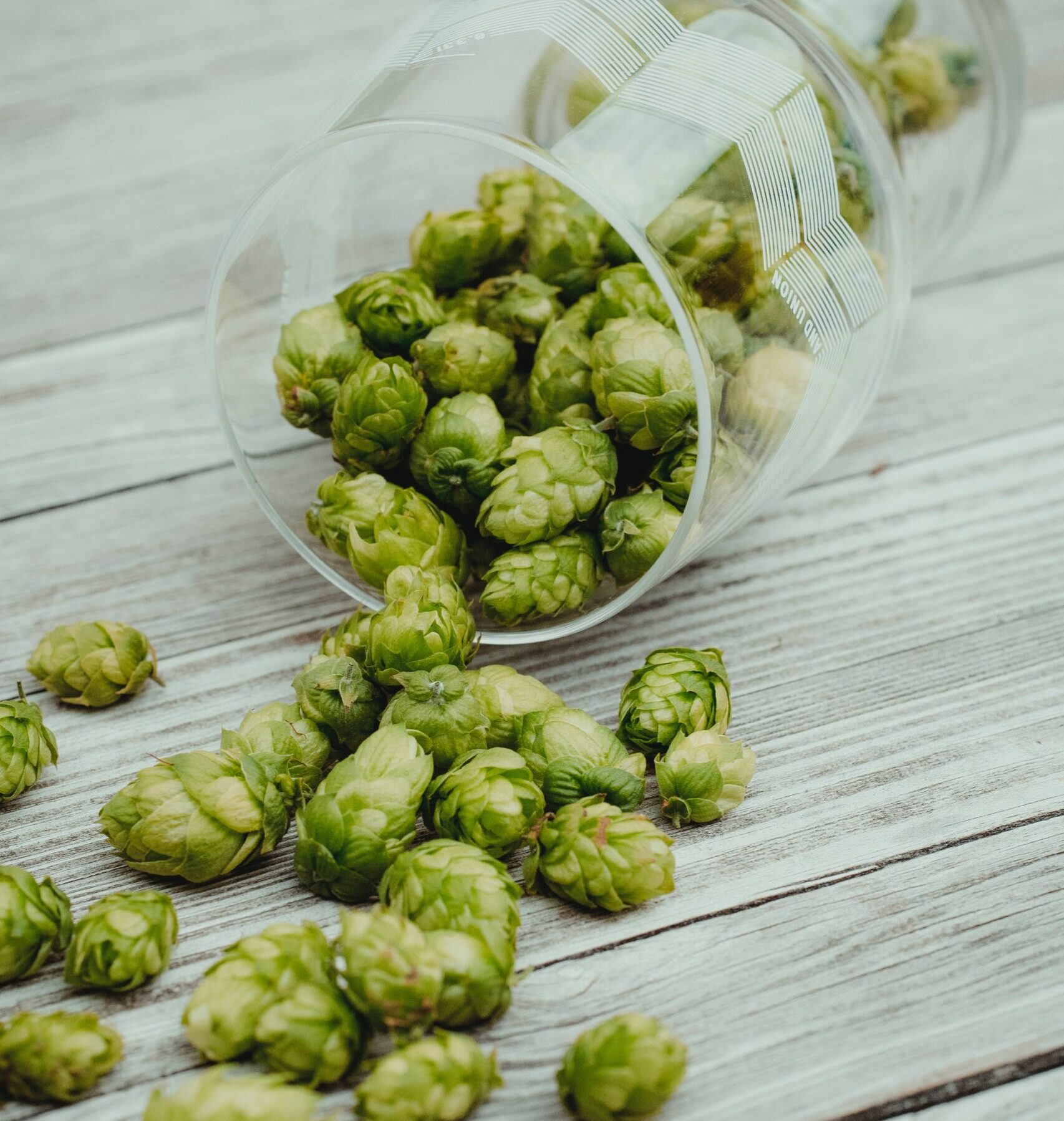 Beer Hops in a glass